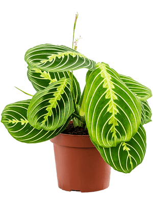 Maranta Lemon Lime - prayer plant Lemon Lime ⌀12cm - Cambridge Bee