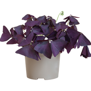 Oxalis Triangularis - Purple Shamrock ⌀12cm - Cambridge Bee