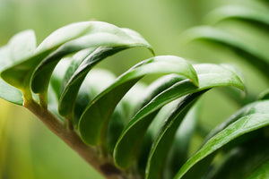 Zamioculcas Zenzi - Cambridge Bee