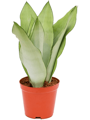 Sansevieria Moonshine - Cambridge Bee