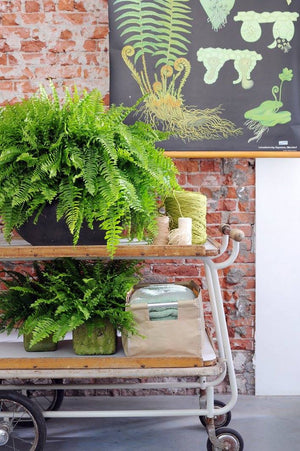 Nephrolepis exaltata - Boston Fern - Cambridge Bee