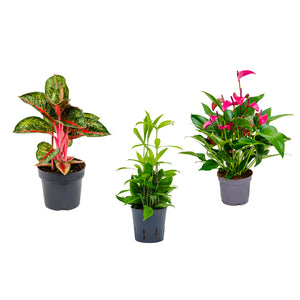 3 x random SALE Imperfect plants - Cambridge Bee