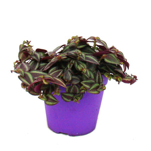 Tradescantia Purple Passion - Wondering Jew ⌀12cm - Cambridge Bee
