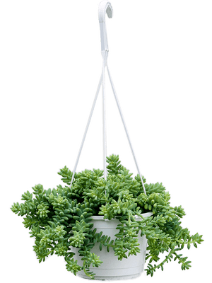 Sedum Burrito in hanging pot ⌀15cm - Cambridge Bee
