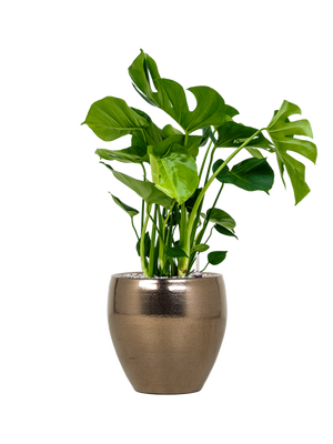 Monstera Deliciosa ⌀19 - Cambridge Bee