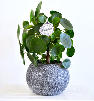 Pilea Peperomiodes - Money plant ⌀12cm - Cambridge Bee