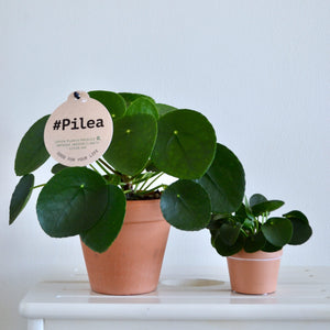 Pilea Peperomiodes - Money plant ⌀12cm - Cambridge Bee