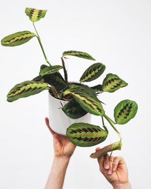 Maranta Leuconeura fascinator - Cambridge Bee