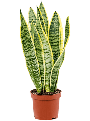 Sansevieria Laurentii Snake plant in 11 cm pot - Cambridge Bee