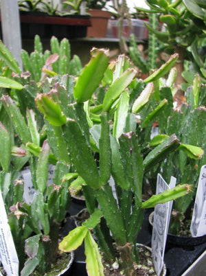 Schlumbergera Exotica - Christmas Cactus ⌀12cm ↑30cm - Cambridge Bee