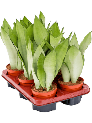 Sansevieria Moonshine - Cambridge Bee