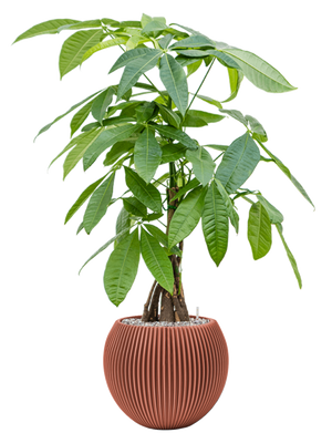 Pachira Aquatica - Money tree - Cambridge Bee