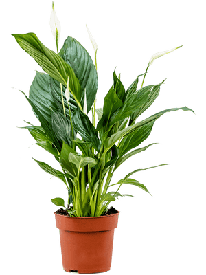Spathiphyllum - Peace lily ⌀12cm ↑40cm - Cambridge Bee