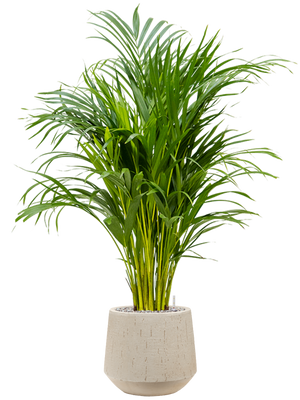 Dypsis lutescens - Areca Palm ⌀21 ↑125cm - Cambridge Bee