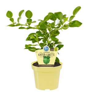 Citrus Hystrix - Kaffir Lime - Cambridge Bee