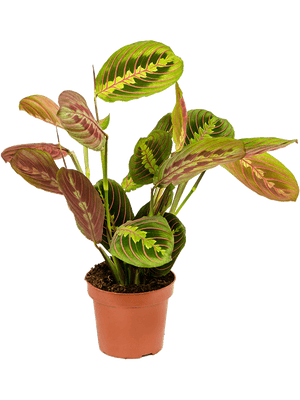 Maranta Leuconeura fascinator - Cambridge Bee