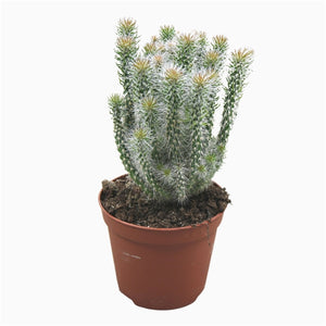 Opuntia Succulent Mix - set of 3 - random selection - Cambridge Bee