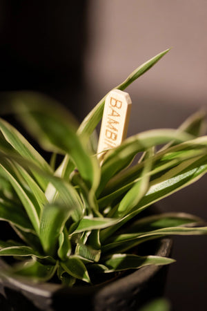 Chlorophytum - Spider plant - Cambridge Bee