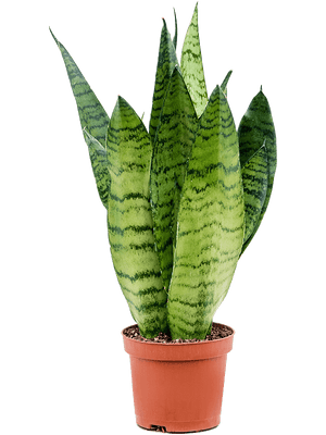 Sansevieria zeylanica - Cambridge Bee