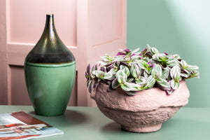 Tradescantia Nanouk - Wondering Jew ⌀8cm - Cambridge Bee