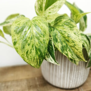 Epipremnum pinnatum - Marble Queen Pothos ⌀12cm - Cambridge Bee