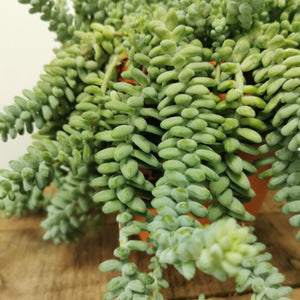 Sedum Burrito in hanging pot ⌀15cm - Cambridge Bee