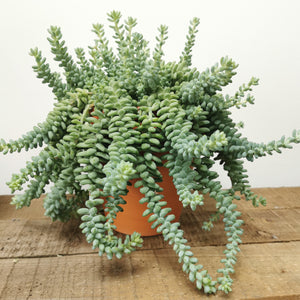 Sedum Burrito in hanging pot ⌀15cm - Cambridge Bee