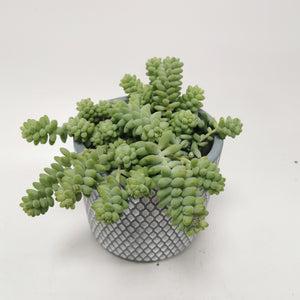Sedum Burrito ⌀11cm - Cambridge Bee