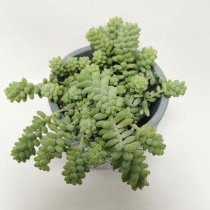 Sedum Burrito ⌀11cm - Cambridge Bee