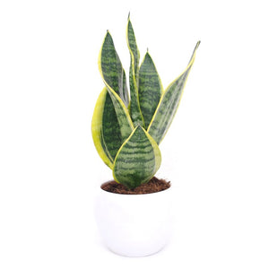 Sansevieria Laurentii Snake plant in 11 cm pot - Cambridge Bee