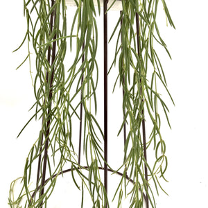 Hoya Linearis in hanging pot - Cambridge Bee