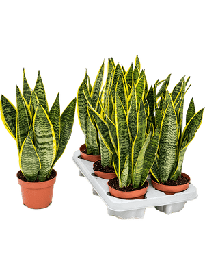 Sansevieria Laurentii Snake plant in 11 cm pot - Cambridge Bee