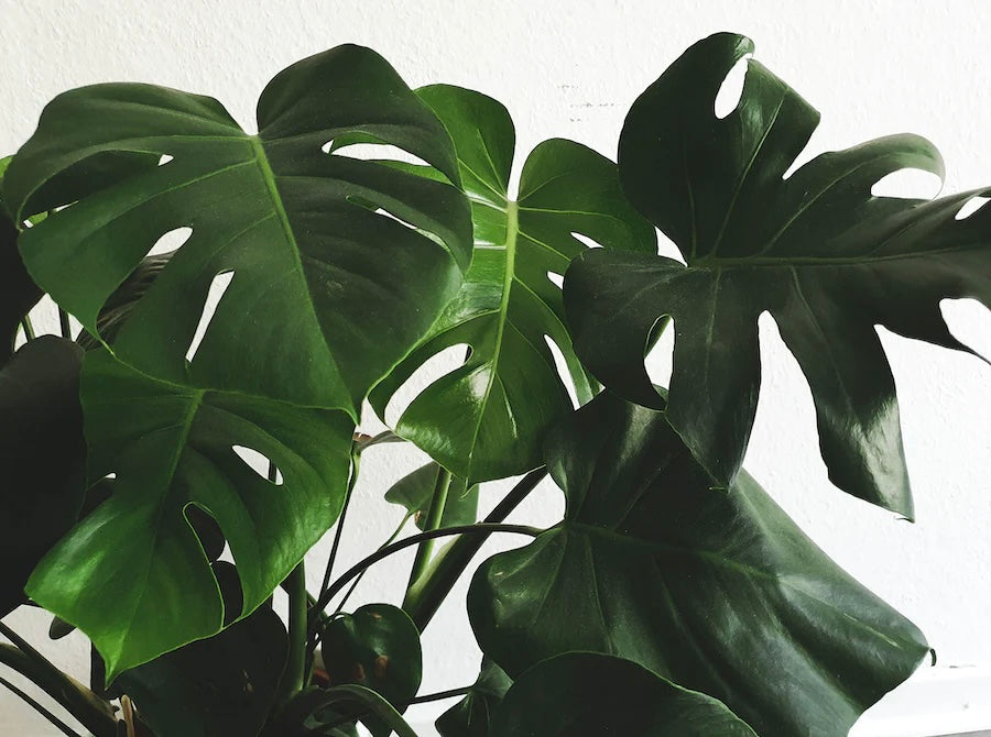 Monstera Air Benefits: Breathe Easier with These Houseplants