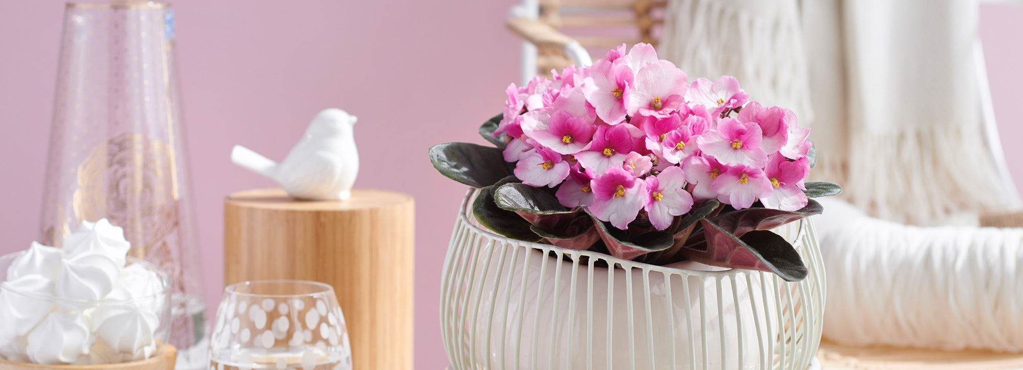 African violets