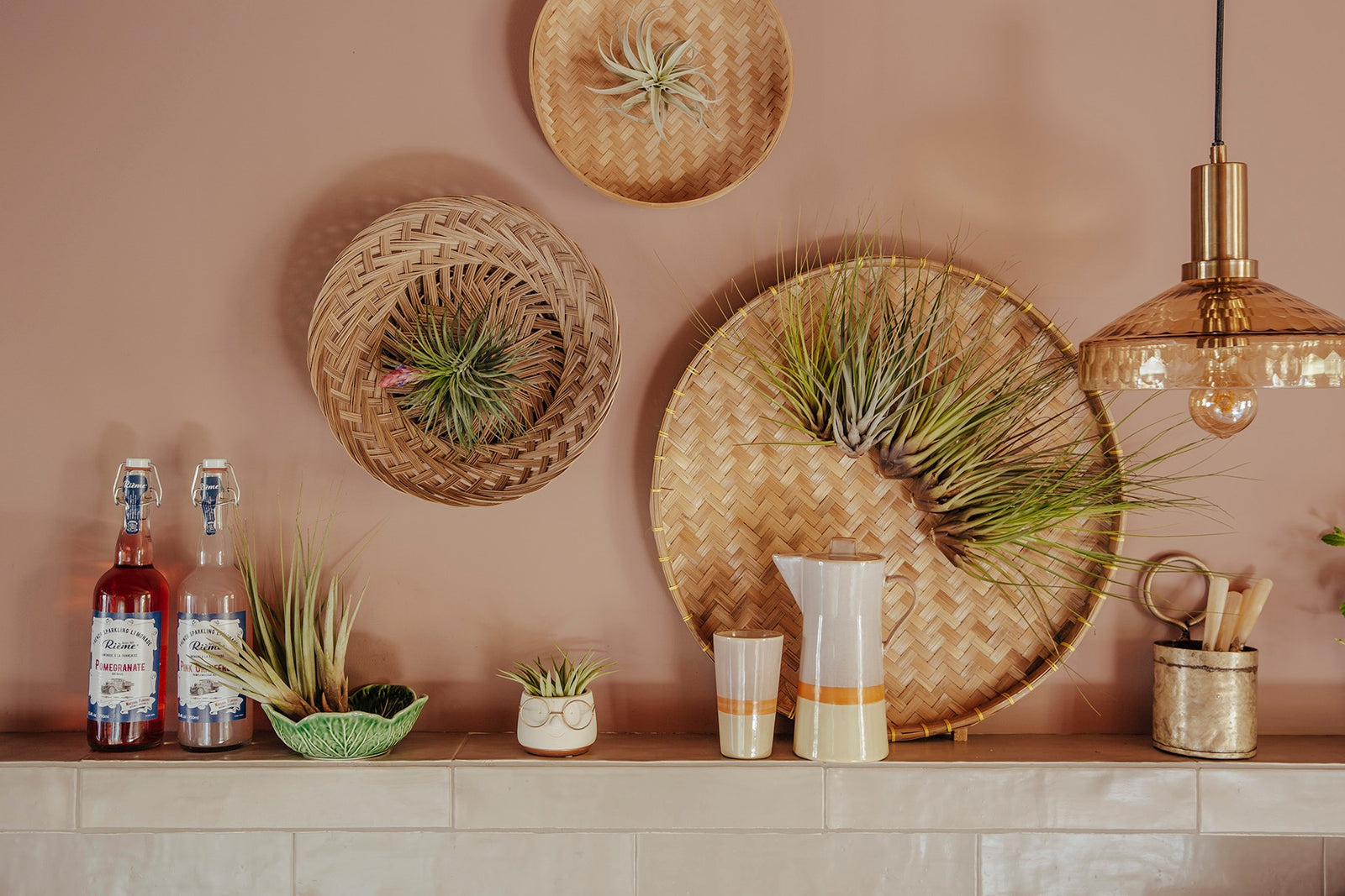 Showcasing Air Plants: 15 Creative Ways to Display Your Tillandsias