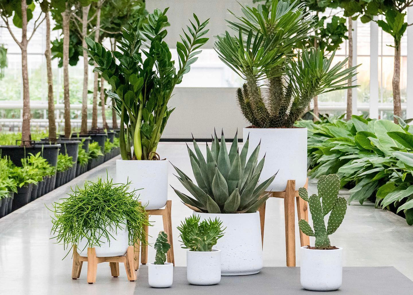 desk succulent plant Succulent – Liberty Landscape Supply main image 0