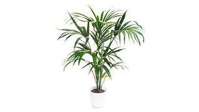 Plant of the Month January: Kentia Palm