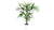 Plant of the Month January: Kentia Palm