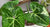 5 rare new plants hitting the market in 2022