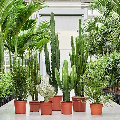 Euphorbia varieties 