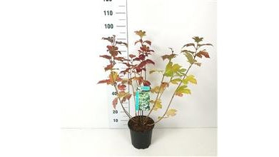 Garden Plant of the Month January: Sleeping Beauties