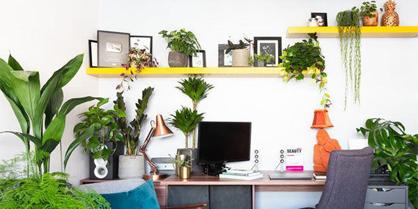 The best office plants that will improve your workplace