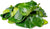How do I store kaffir lime leaves?
