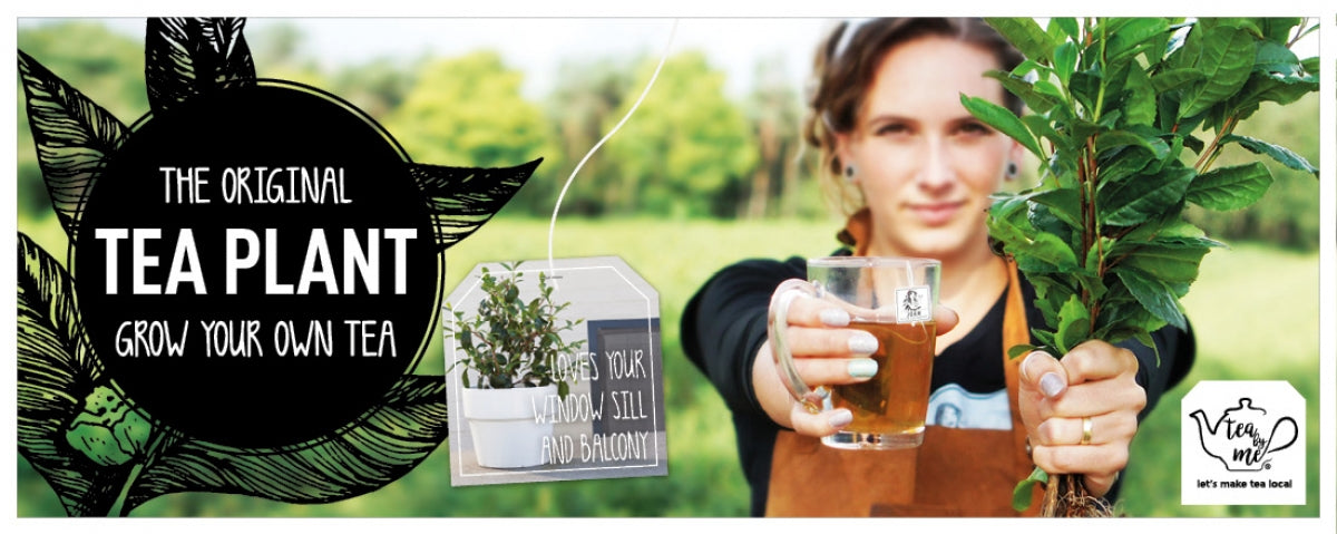 A Beginner's Guide of How to Grow Your Own Tea Garden: Camellia sinensis Essentials