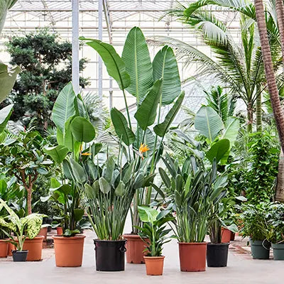 Exotic Allure: Exploring the Captivating World of Strelitzia - The Bird of Paradise Plants