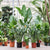 Exotic Allure: Exploring the Captivating World of Strelitzia - The Bird of Paradise Plants