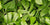 Rhaphidophora Tetrasperma - Monstera Minima easy care guide as indoor climbing plant