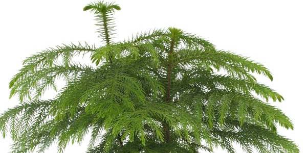 Important how to care guide Araucaria Heterophylla Norfolk Island Pine as a house plant in UK climate