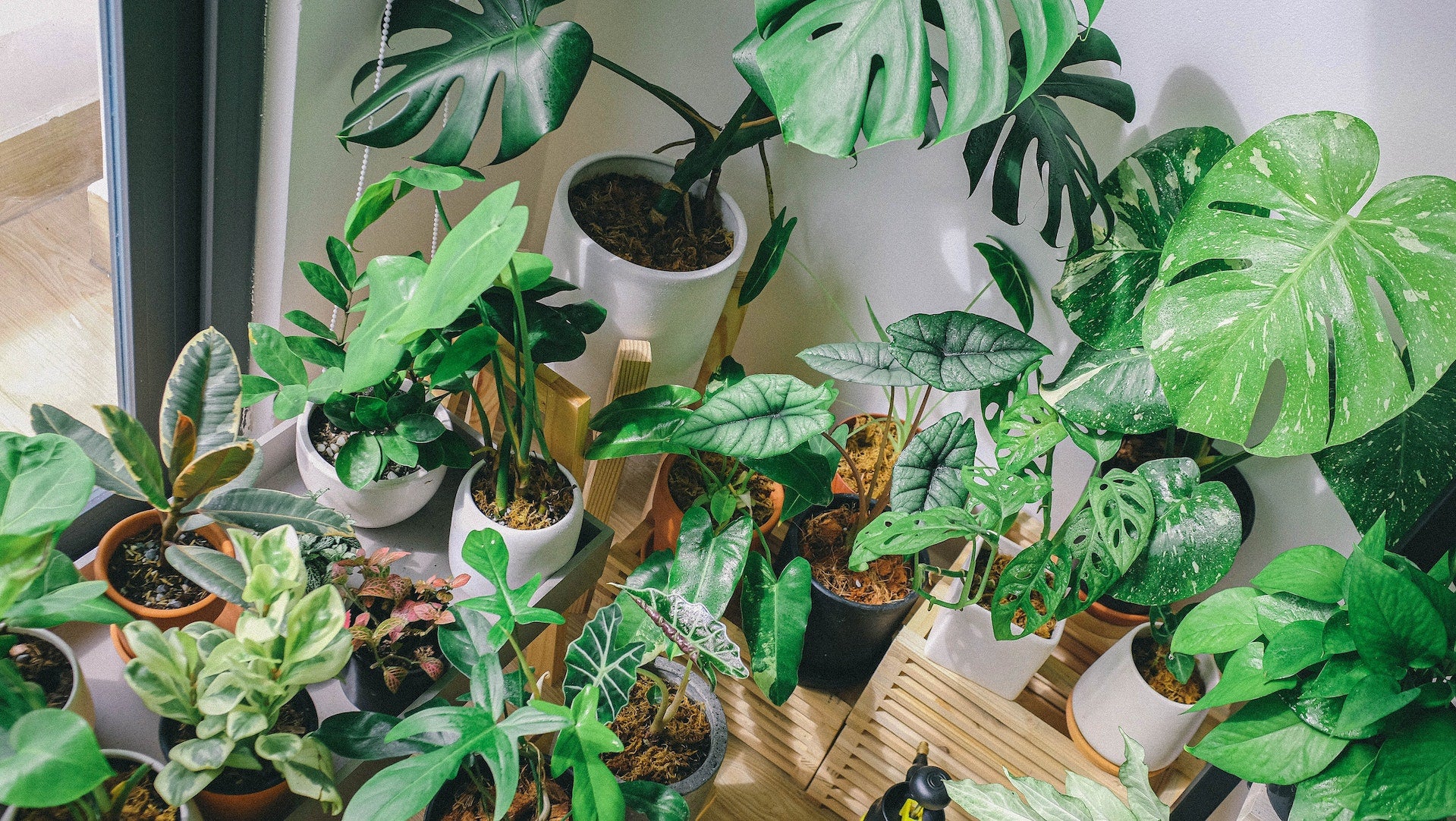 The Importance of Houseplants: A Comprehensive Guide