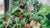 The Importance of Houseplants: A Comprehensive Guide